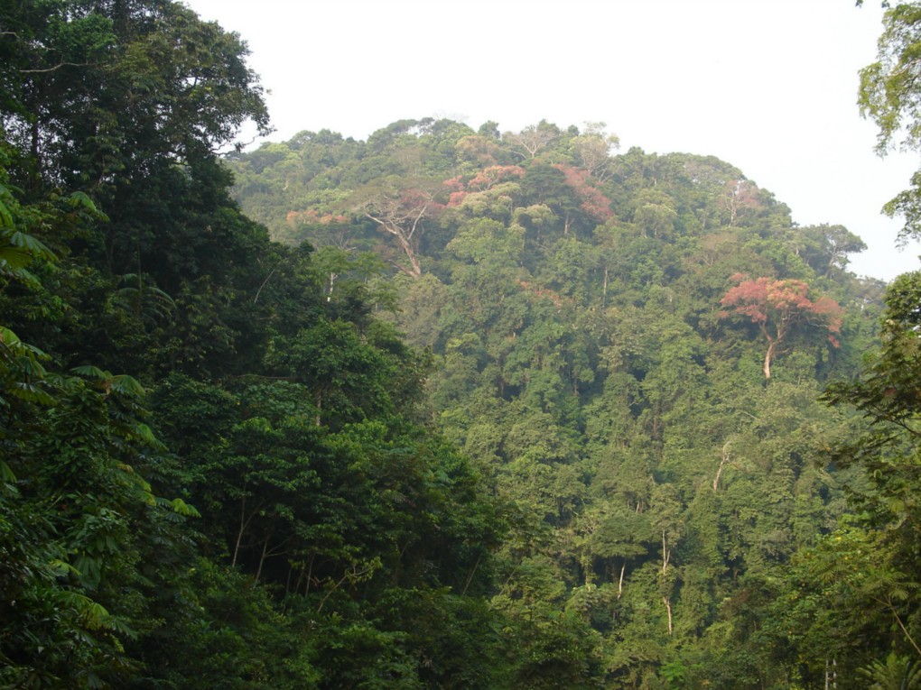 Forêt vierge d'Afrique centrale-cameroun